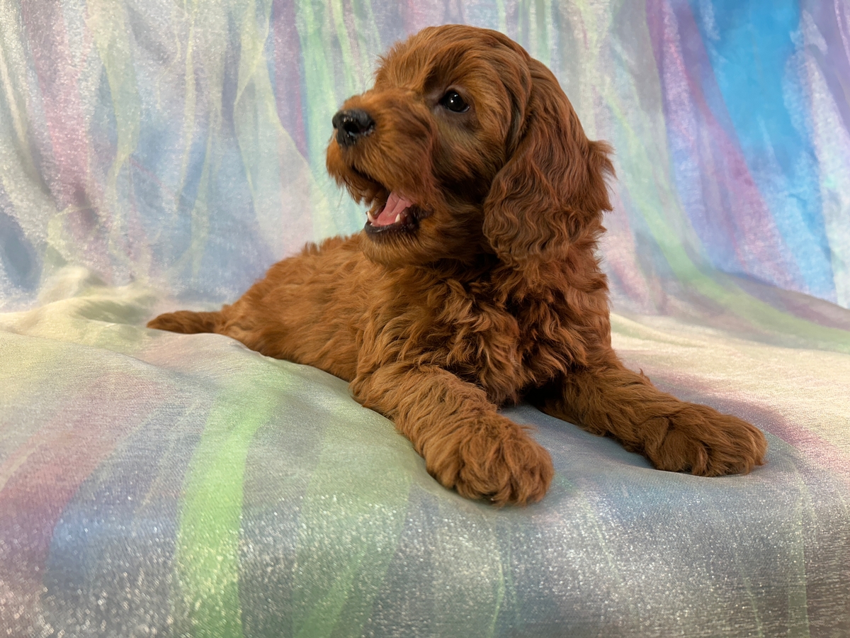 Dark Red F1b Male Mini Golden Doodle Puppy for Sale DOB 1-8-2026 $1200